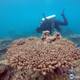 A scientist assesses coral mortality following a bleaching event. (Image: ARC Centre of Excellence For Coral Reef Studies)